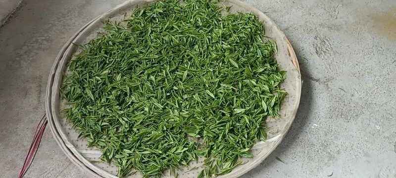 关于思南‘黔茶1 号’产品首秀的相关信息(2)