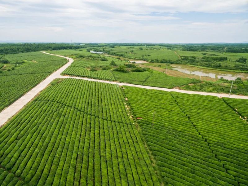 关于春茶专题④ 英德万亩茶园开采 向百亿茶产业迈进的最新消息