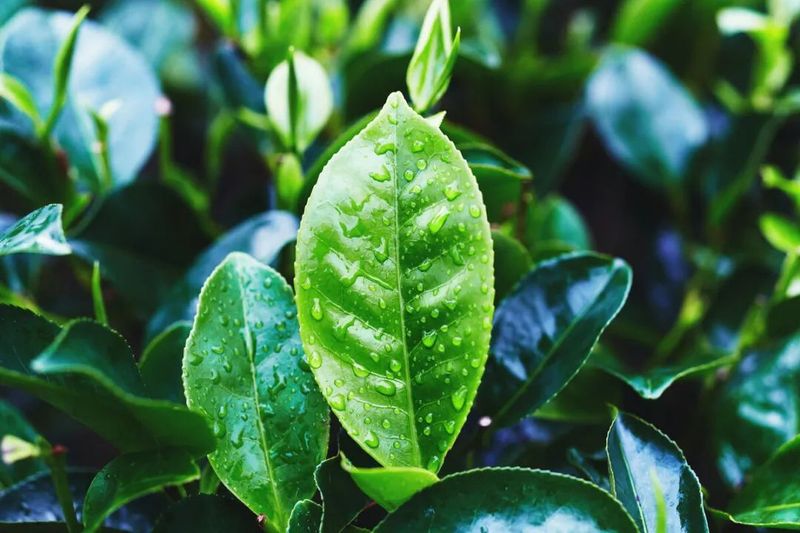 关于春茶专题④ 英德万亩茶园开采 向百亿茶产业迈进的最新消息(1)