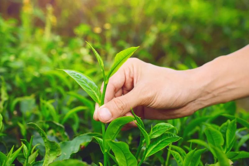 关于春茶专题④ 英德万亩茶园开采 向百亿茶产业迈进的最新消息(2)