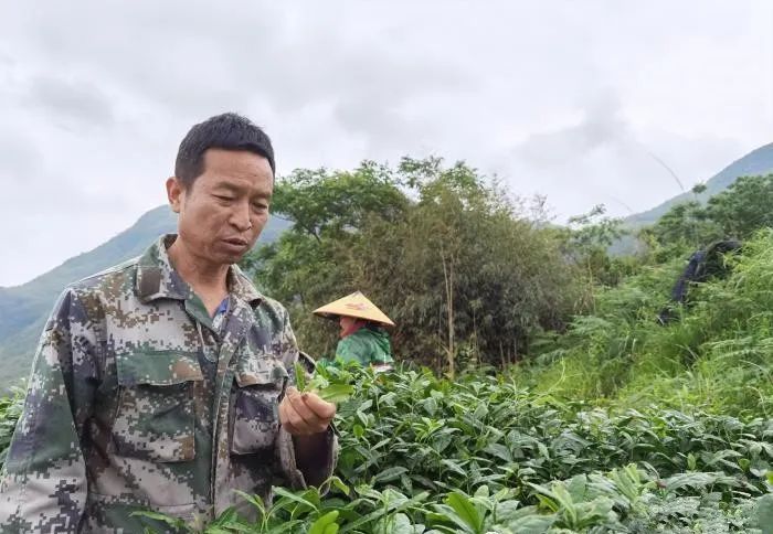 关于探访“中国抹茶之都”:抹茶吃出新“食”尚 走俏海外促增收的信息(1)