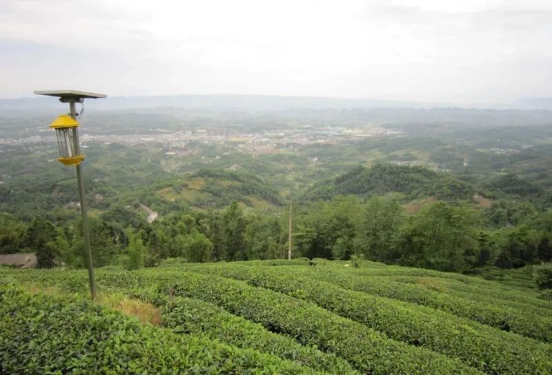 关于春茶专题③ 四川蒙顶山味独珍茶业,春茶生产稳步推进的资讯(3)