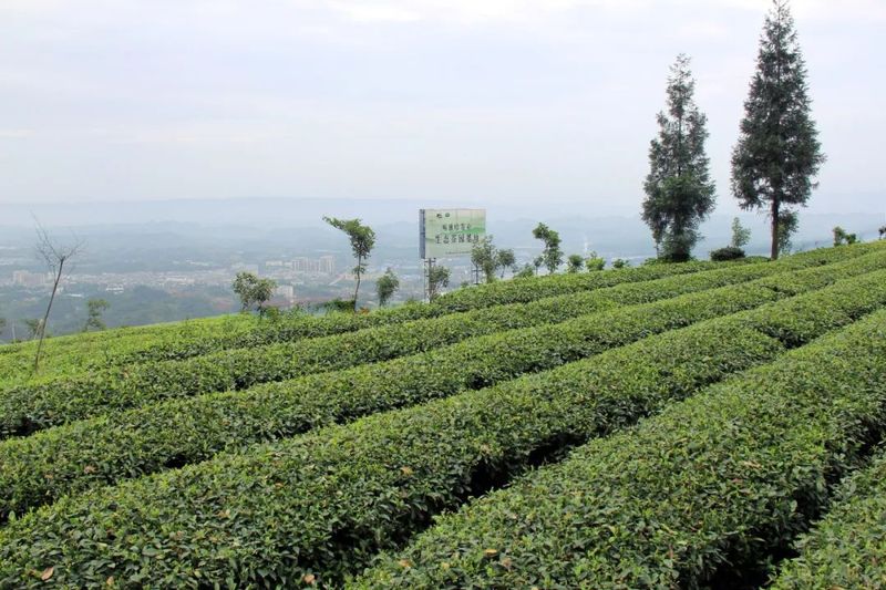 关于春茶专题③ 四川蒙顶山味独珍茶业,春茶生产稳步推进的资讯(2)