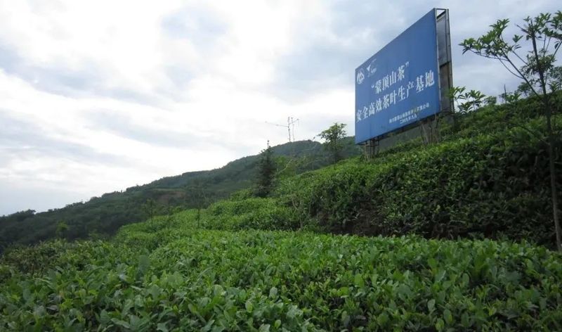 关于春茶专题③ 四川蒙顶山味独珍茶业,春茶生产稳步推进的资讯