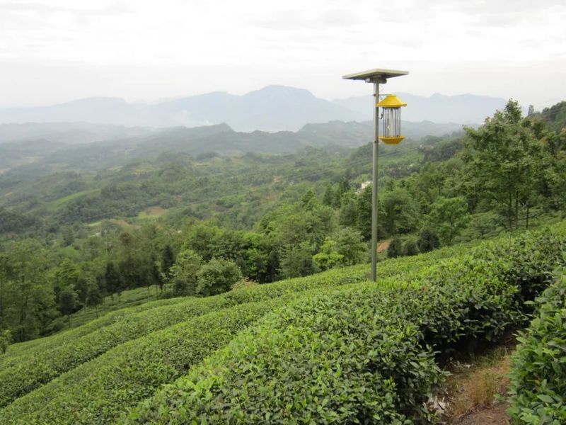 关于春茶专题③ 四川蒙顶山味独珍茶业,春茶生产稳步推进的资讯(1)