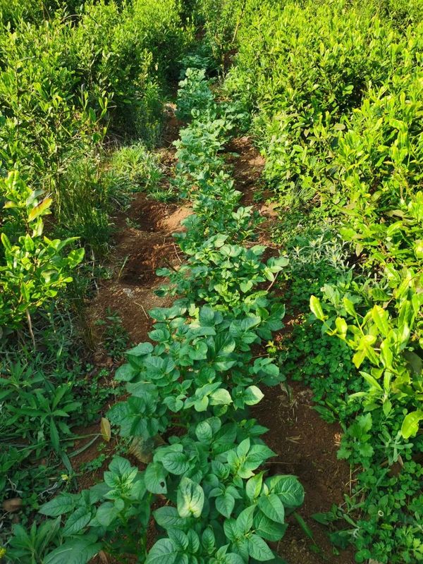 关于国家重点研发计划项目幼龄茶园间套作试验示范基地落户纳雍县奢旮村的消息(3)