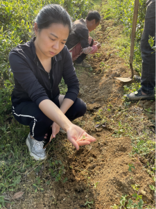 关于国家重点研发计划项目幼龄茶园间套作试验示范基地落户纳雍县奢旮村的消息(2)