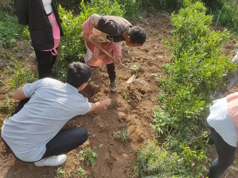 关于国家重点研发计划项目幼龄茶园间套作试验示范基地落户纳雍县奢旮村的消息(4)