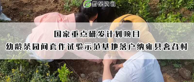 关于国家重点研发计划项目幼龄茶园间套作试验示范基地落户纳雍县奢旮村的消息