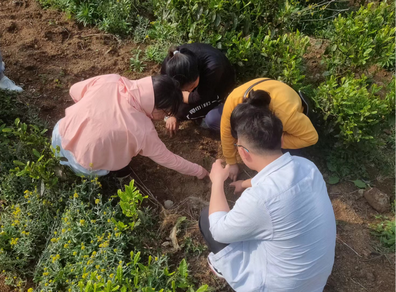 关于国家重点研发计划项目幼龄茶园间套作试验示范基地落户纳雍县奢旮村的消息(1)