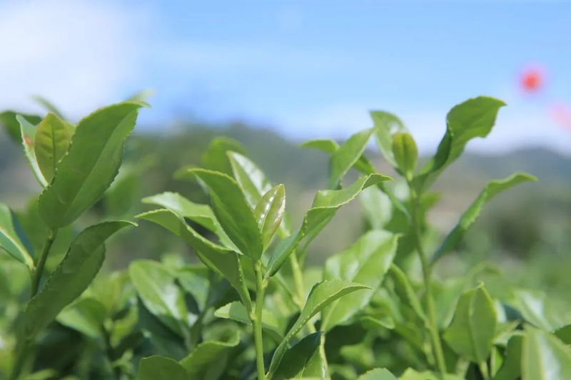 关于一周速读：2022春茶产销分析、传统名茶新时代“逆袭”、多方联合维护普洱茶市场秩序的信息(8)