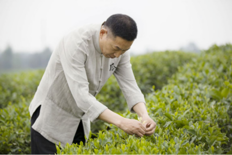 关于一周速读:2022春茶产销分析、传统名茶新时代“逆袭”、多方联合维护普洱茶市场秩序的信息(3)