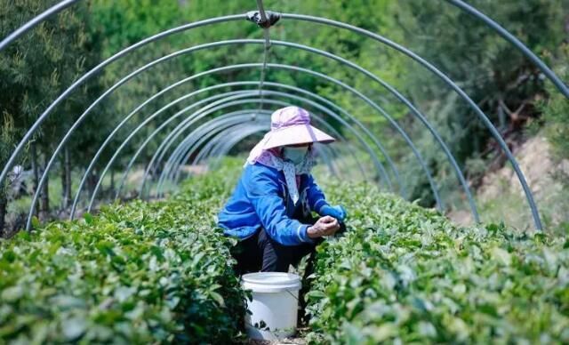 关于一周速读:2022春茶产销分析、传统名茶新时代“逆袭”、多方联合维护普洱茶市场秩序的信息(5)