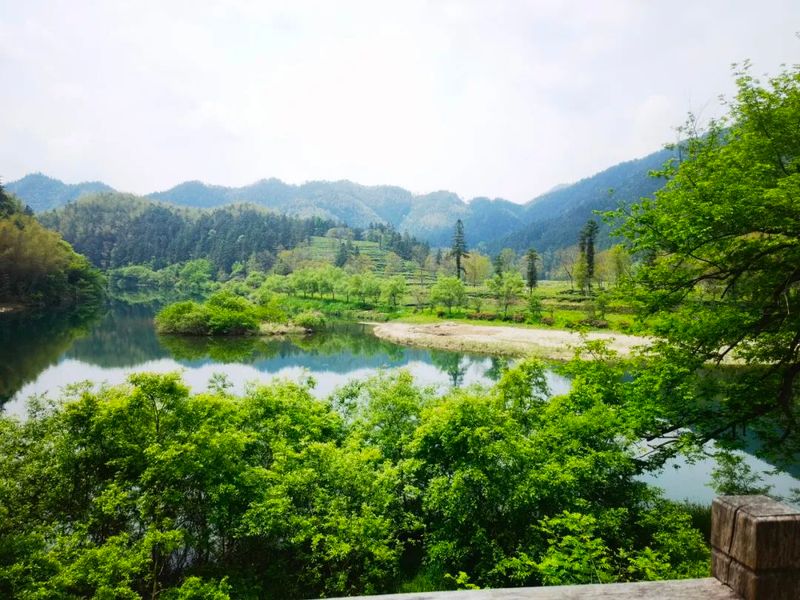 关于休宁:融媒汇茗洲 茶人语松萝的内容(5)