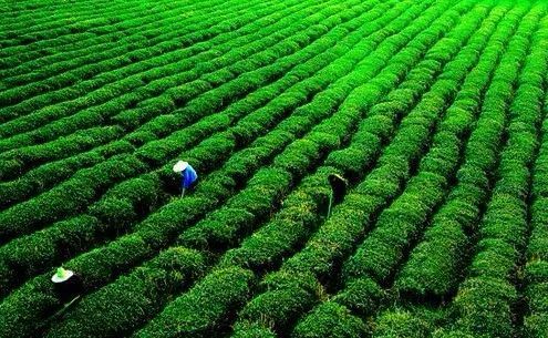 关于休宁:融媒汇茗洲 茶人语松萝的内容(1)