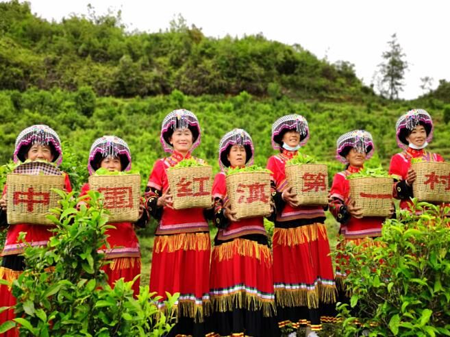 关于国潮品牌茶百道联手凤庆滇红茶打造“红茶基地”助力云南乡村振兴的内容(3)