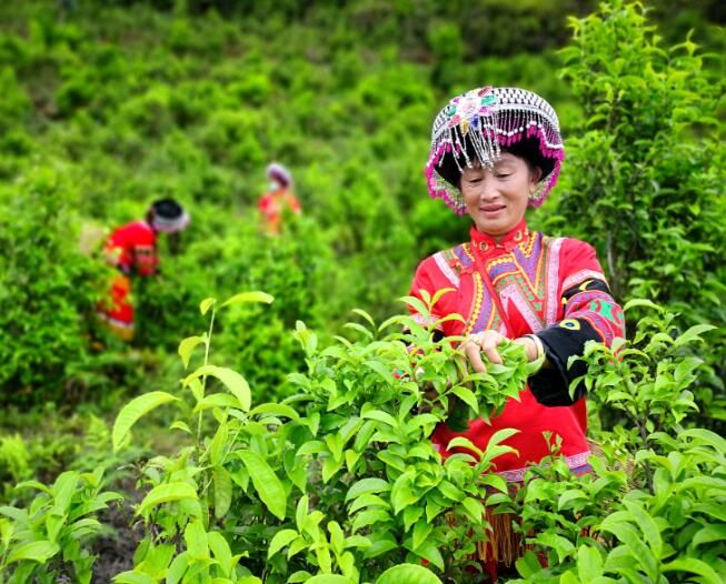 关于国潮品牌茶百道联手凤庆滇红茶打造“红茶基地”助力云南乡村振兴的内容