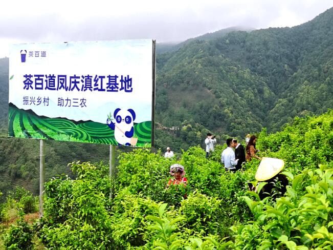 关于国潮品牌茶百道联手凤庆滇红茶打造“红茶基地”助力云南乡村振兴的内容(4)