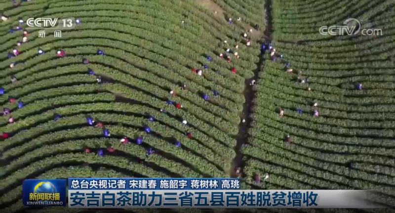 有关于央视联播关注安吉白茶助力贵州普安百姓脱贫增收的新闻