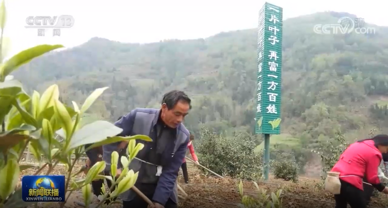 有关于央视联播关注安吉白茶助力贵州普安百姓脱贫增收的新闻(4)
