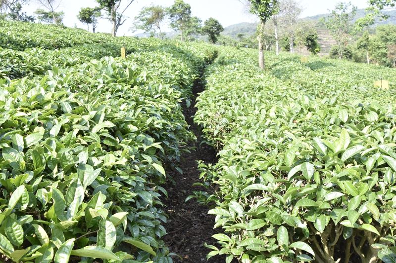 关于一周热门:生态茶园行业标准、八角亭那卡大象、学茶的8个阶段的资讯