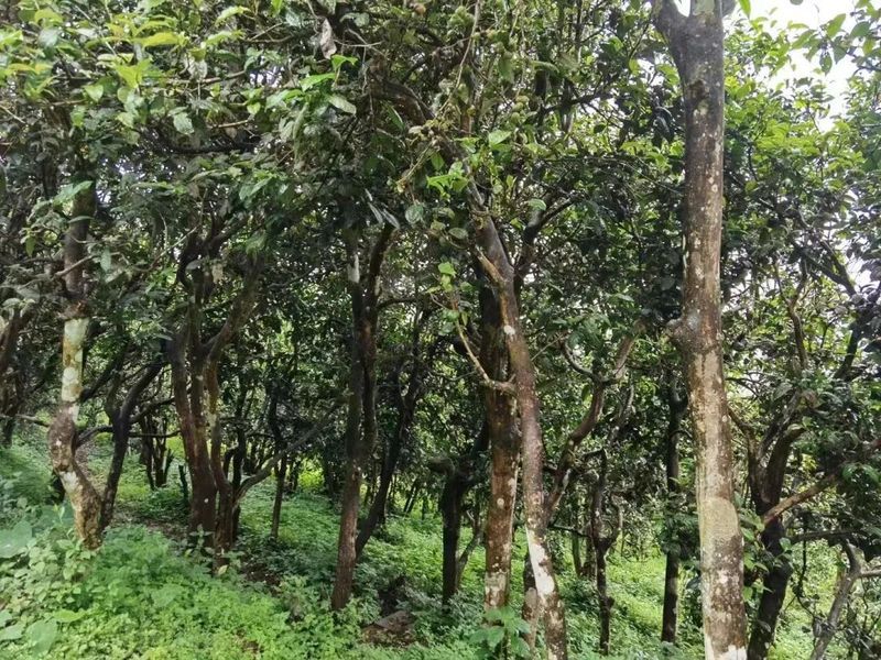 关于一周热门:生态茶园行业标准、八角亭那卡大象、学茶的8个阶段的资讯(3)