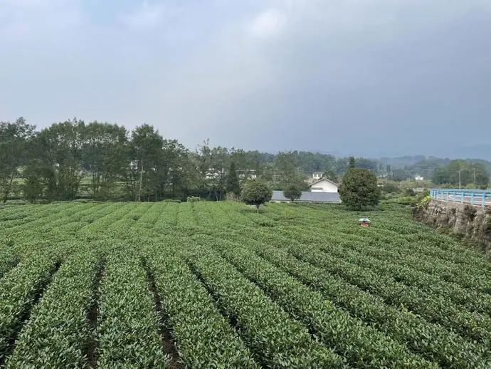 关于四川雅安名山区纪委监委护航茶产业发展的相关内容