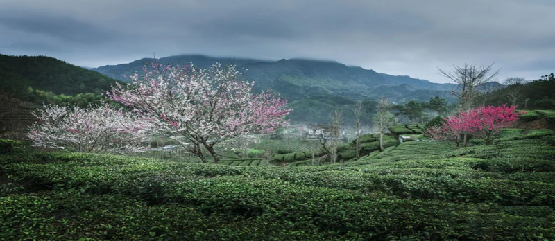 有关于湖北首个生态茶质检中心落户英山县“家门口”就能做检测的信息