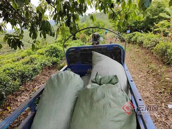 有关于勐海县西定乡:茶产业焕发新活力的内容(2)