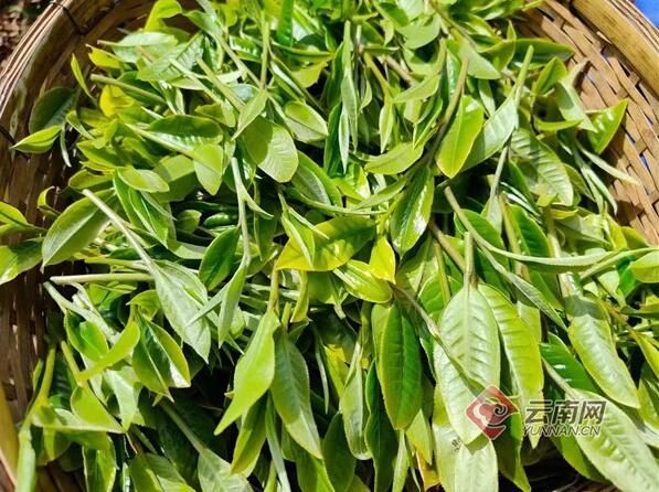 有关于勐海县西定乡:茶产业焕发新活力的内容(3)