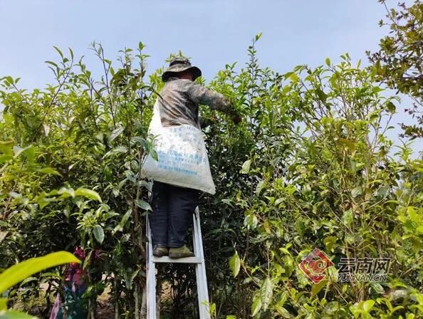有关于勐海县西定乡:茶产业焕发新活力的内容(4)