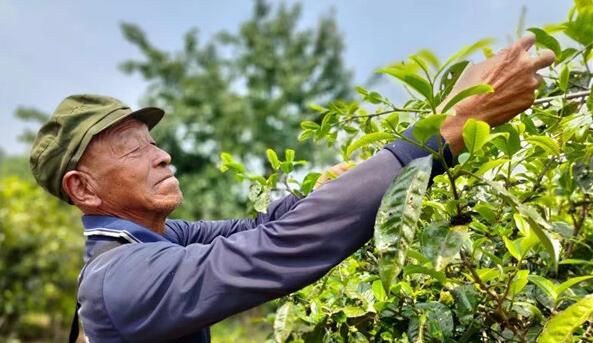 有关于勐海县西定乡:茶产业焕发新活力的内容