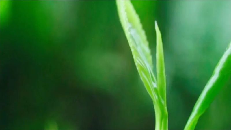 有关于梧州六堡茶固态基地揭牌的消息(2)