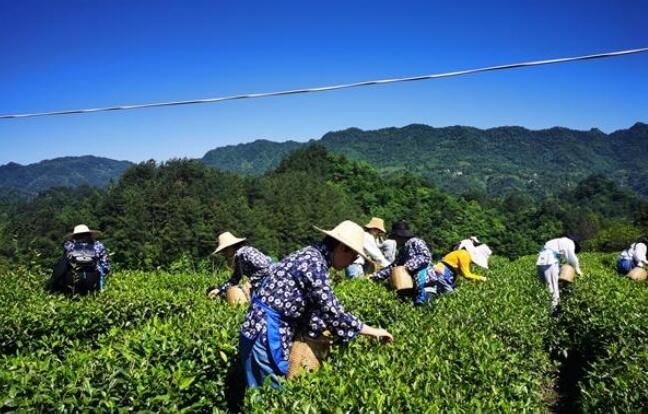 关于慈利法院：高山茶园采摘忙的资讯