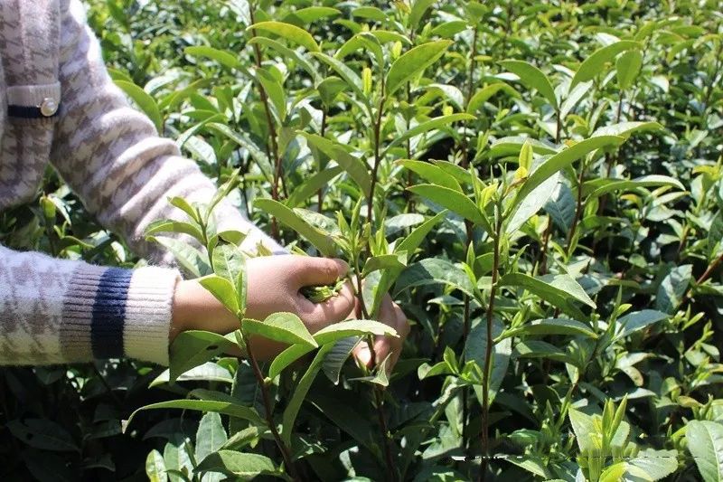 有关于安庆岳西白帽镇:高山茶场采摘忙 乡村处处飘茶香的资讯