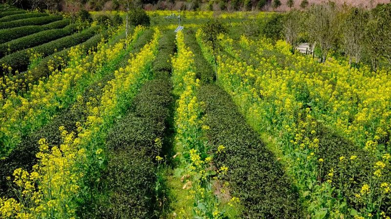 有关于南平武夷山:在茶园遇见油菜大豆 “茶科技”融入万重茶山的相关内容