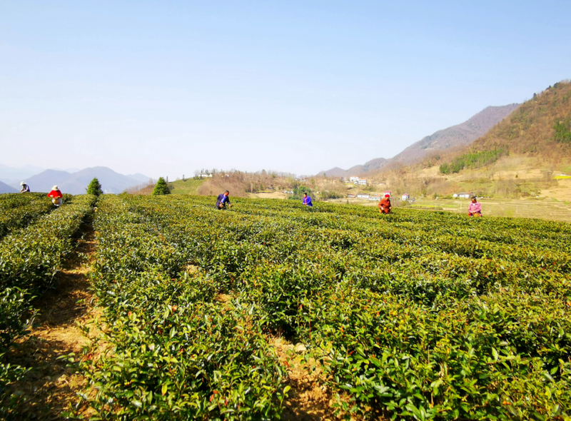 有关于从“陕茶1号”看镇巴茶人的梦想坚守的信息