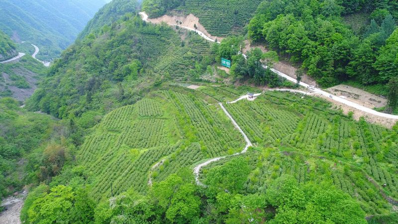 有关于从“陕茶1号”看镇巴茶人的梦想坚守的信息(2)