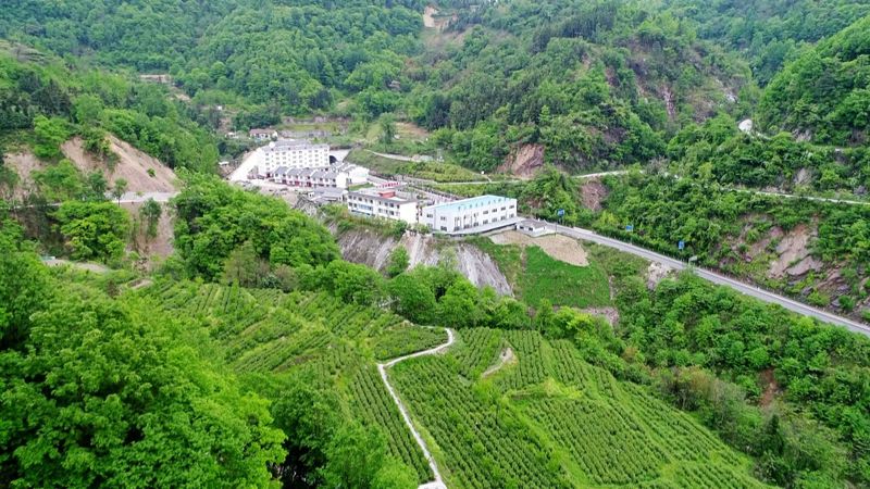 有关于从“陕茶1号”看镇巴茶人的梦想坚守的信息(1)