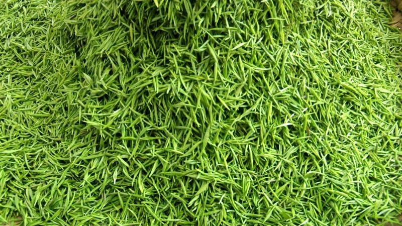 有关于从“陕茶1号”看镇巴茶人的梦想坚守的信息(3)