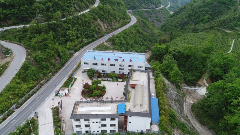 有关于从“陕茶1号”看镇巴茶人的梦想坚守的信息(5)