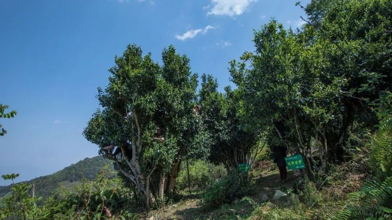 关于2022全国茶旅精品线路候选线路欣赏:腾冲高黎贡山茶旅走廊的资讯(7)