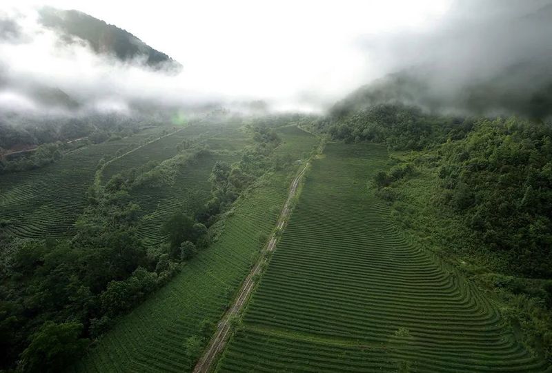 关于2022全国茶旅精品线路候选线路欣赏:腾冲高黎贡山茶旅走廊的资讯(1)