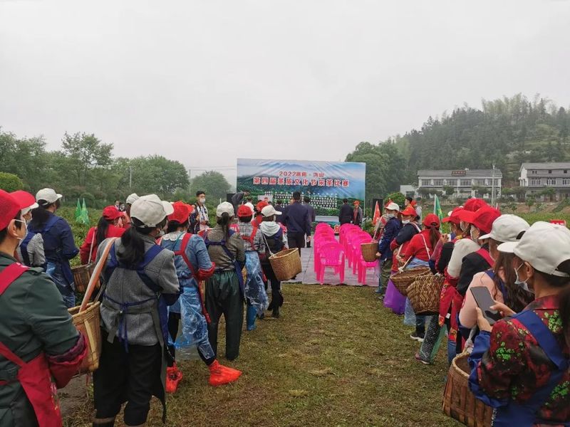 有关于2022湖南·沩山第四届茶旅文化节采茶比赛开幕的内容(3)