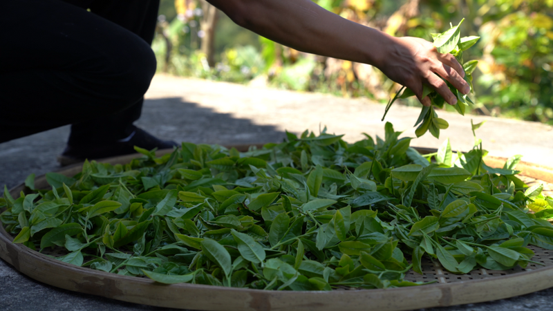关于思茅：一片茶叶的旅行的资讯(4)