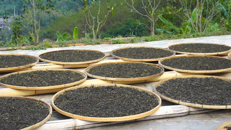 关于思茅：一片茶叶的旅行的资讯(5)