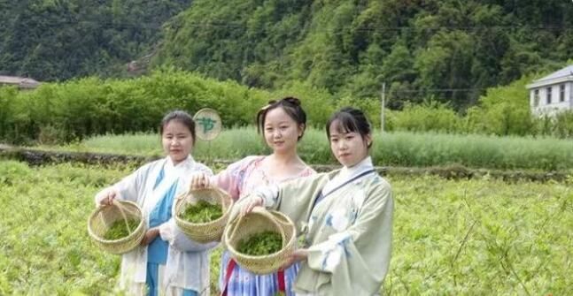 有关于永顺县 “古莓茶”致富土家苗乡的内容(1)