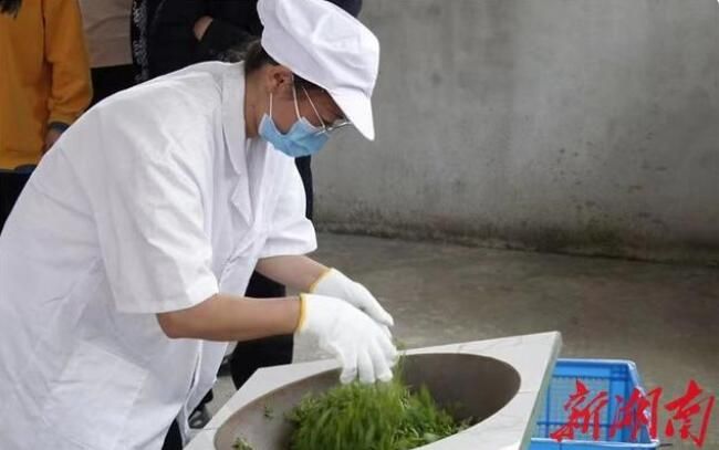 有关于永顺县 “古莓茶”致富土家苗乡的内容(2)