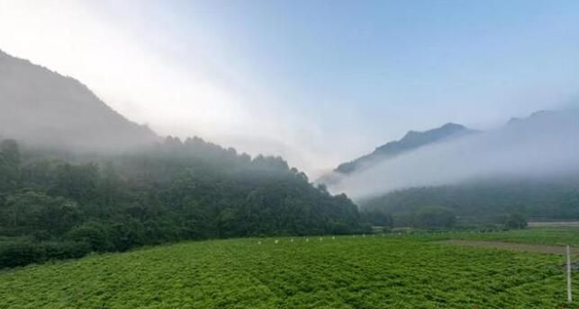有关于永顺县 “古莓茶”致富土家苗乡的内容