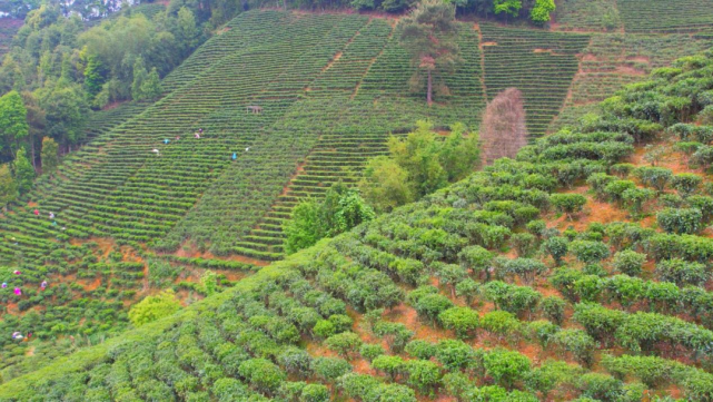 有关于央广网聚焦梧州六堡镇山坪村，讲述瑶寨“以茶兴村”的故事的相关信息(1)